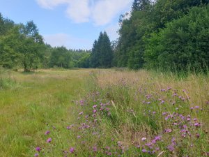 Zone_naturelle_2025_07.jpeg